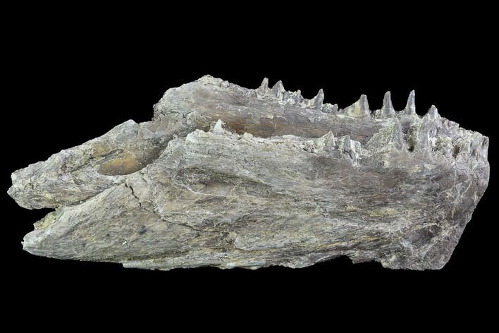 Ichthyodectes Mandible with Teeth - Kansas #93767